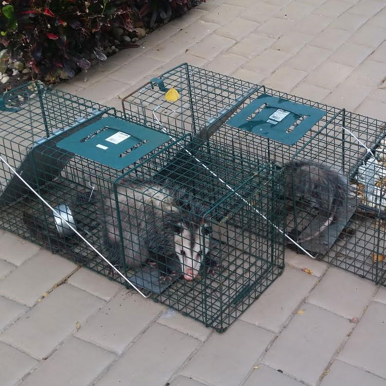 trapped animal possum