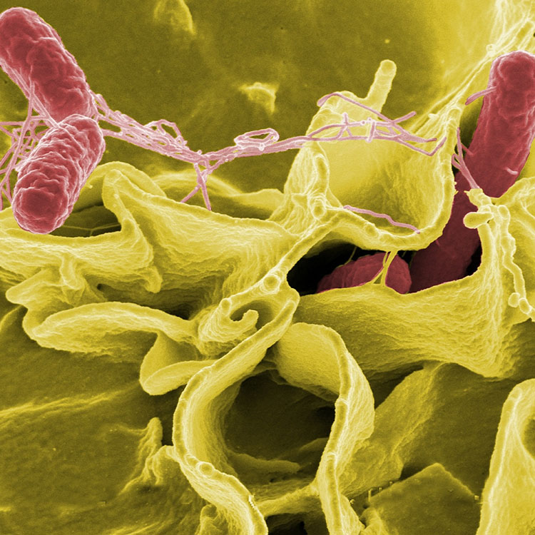 Image of rat bacteria