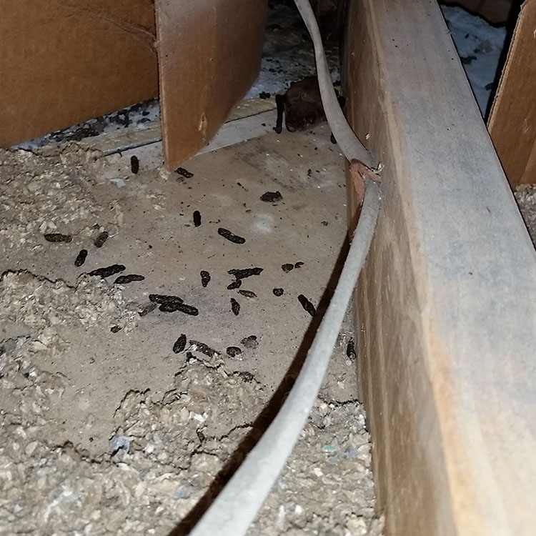 inspect the insulation for bat poop