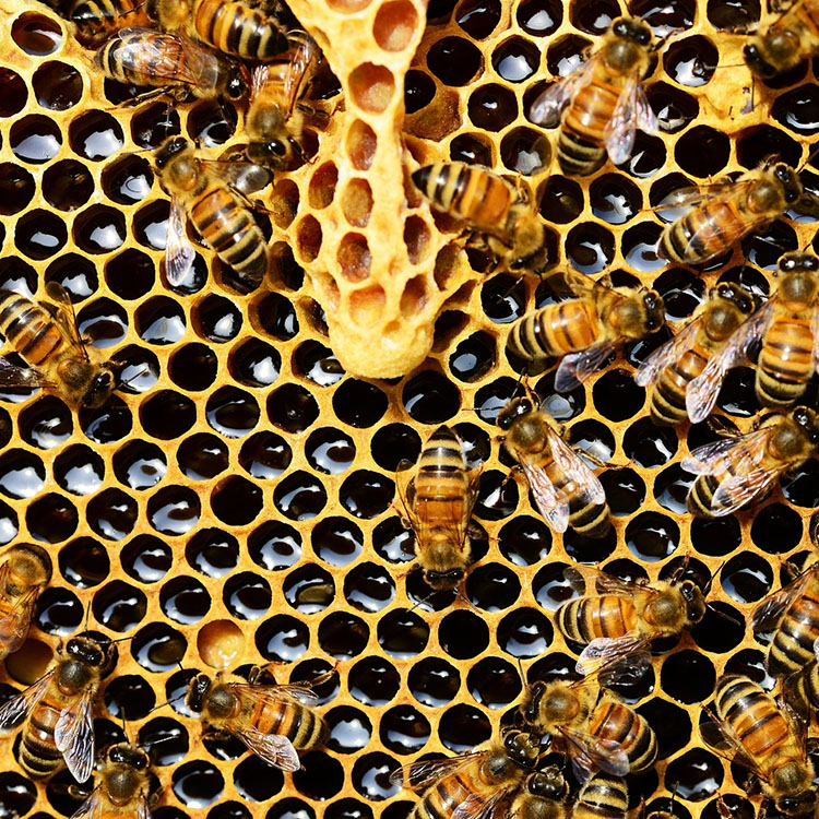 hive and bees
