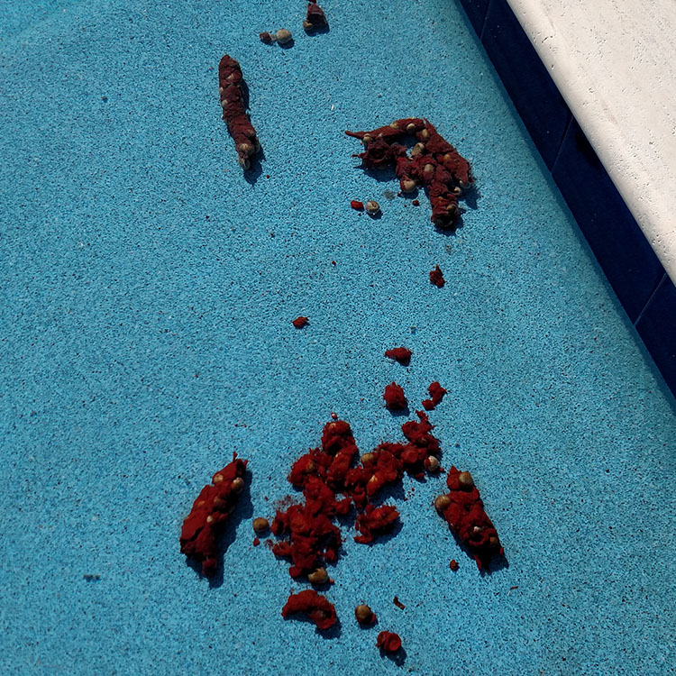 Image of Raccoon feces in a pool