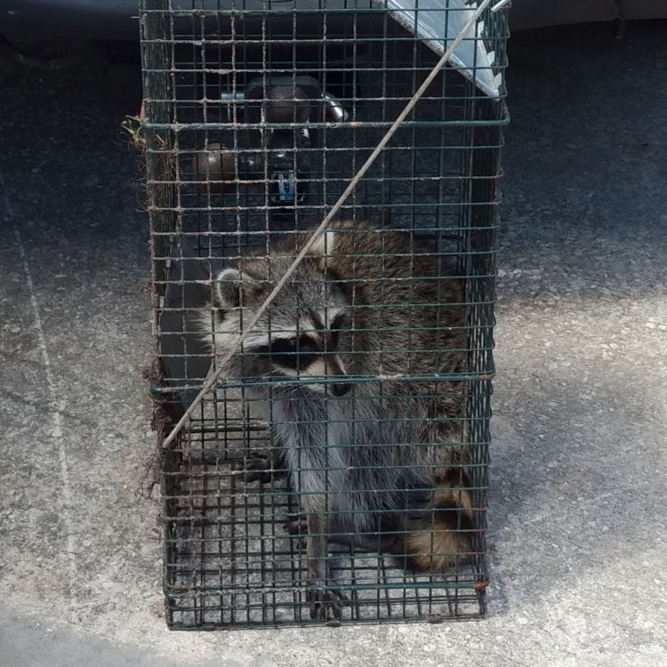 Image of racoon in a live trap