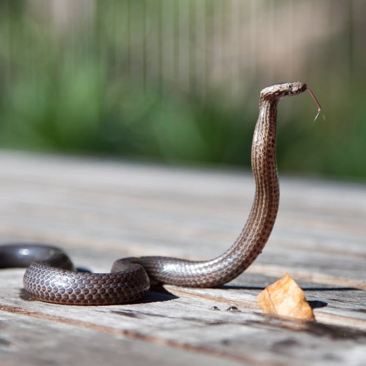 Image of snake