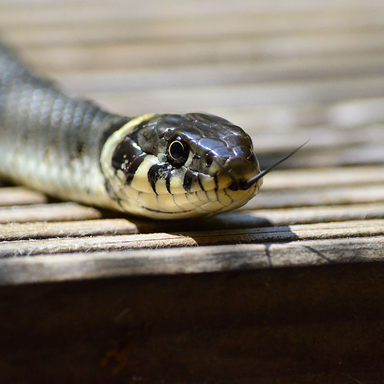 Snake on the deck
