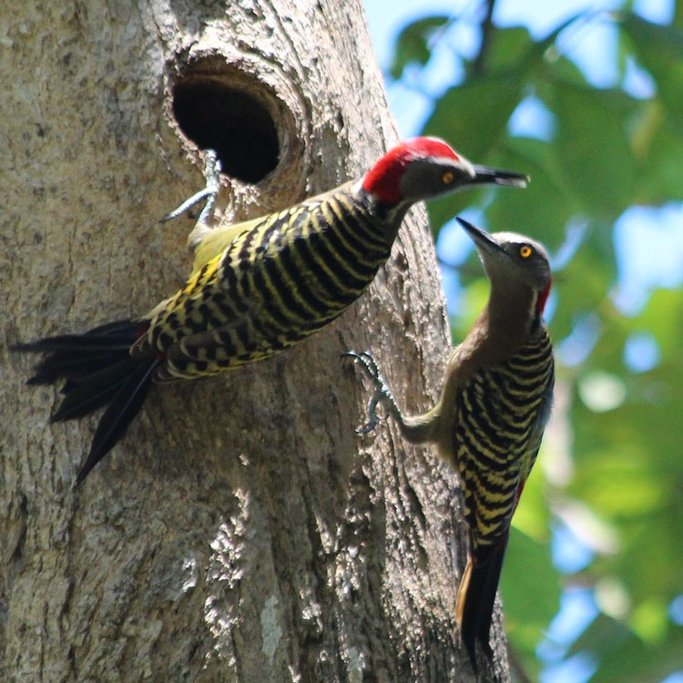 noisy woodpeckers