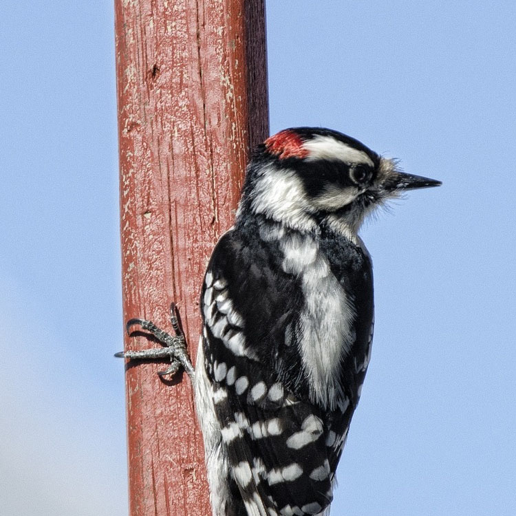 woodpecker on porch